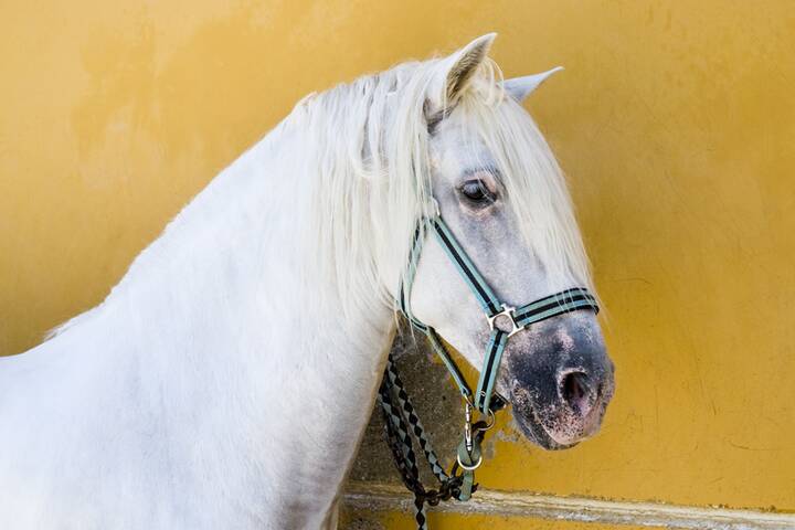 Andalusier Pferd kaufen
