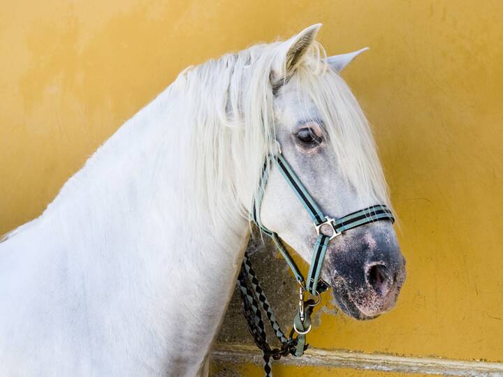 Andalusier Pferd kaufen