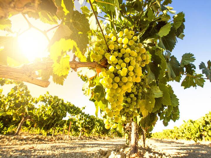Wein aus Andalusien Wein Andalusien