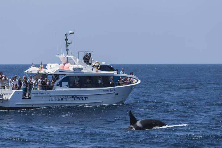 Wale Delfine beobachten Tarifa