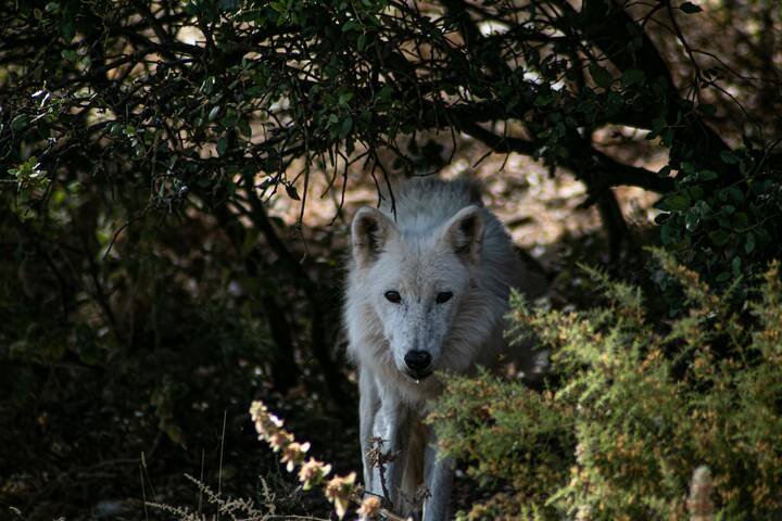 Der Wolfspark ist ein beliebtes Ausflugsziel in Andalusien Wolfspark Andalusien