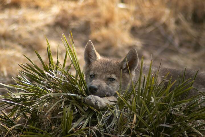 Im Wolfspark gibt es auch kleine Welpen zu bestaunen Wolfspark