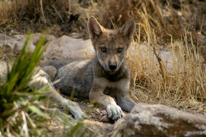 Der Wolfspark in Antequera bei Málaga Lobo Park Malaga