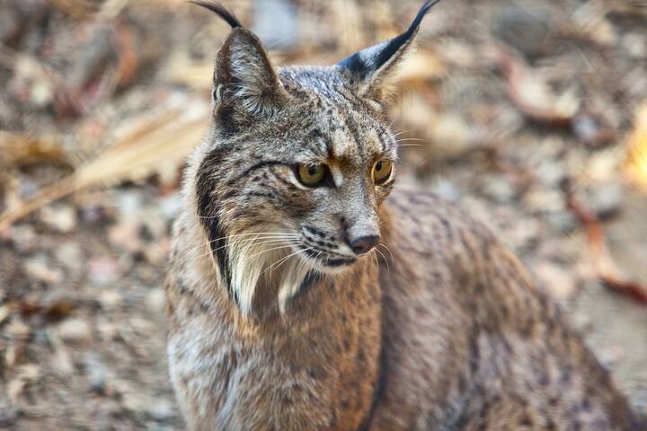 Pardelluchs Iberischer Luchs