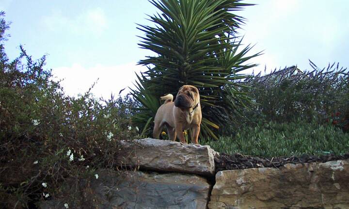 Hund Wanderung Casares