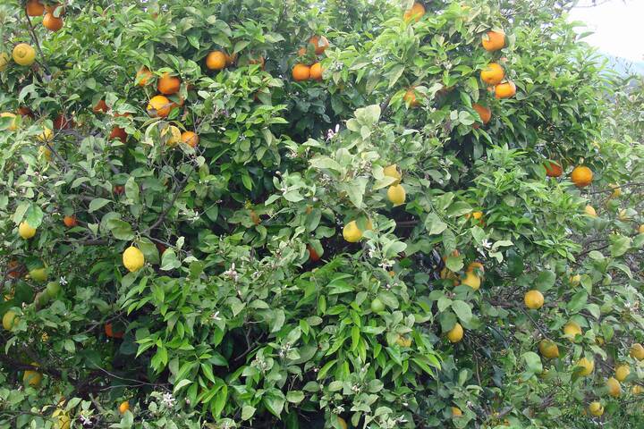 Orangen Zitronen Baum