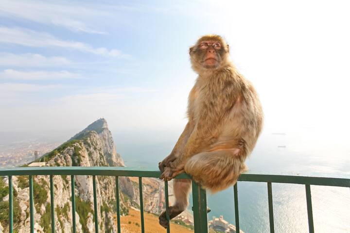 Gibraltar Affe