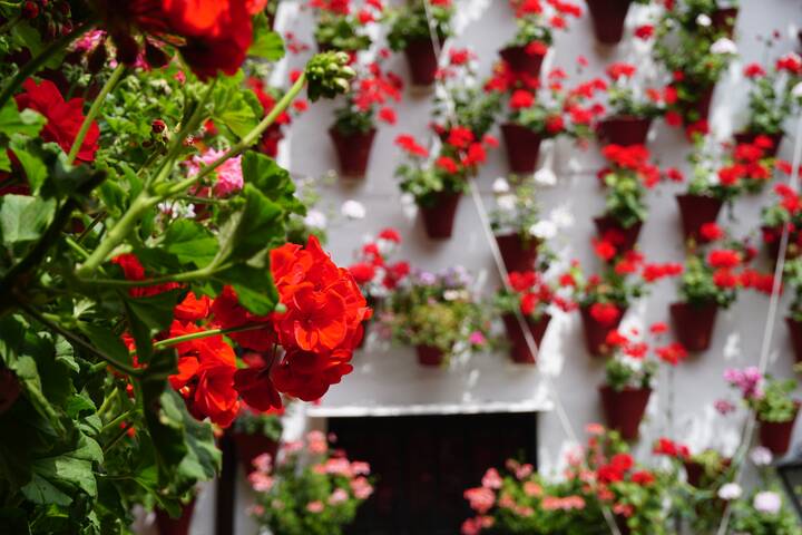 Blumen Cordoba