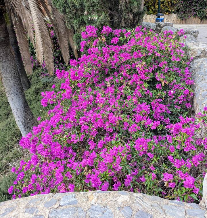 Bougainvillea