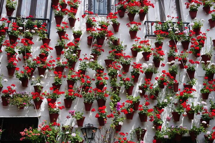 Córdoba Blumen
