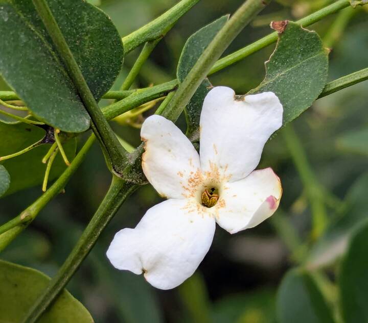Echter Jasmin