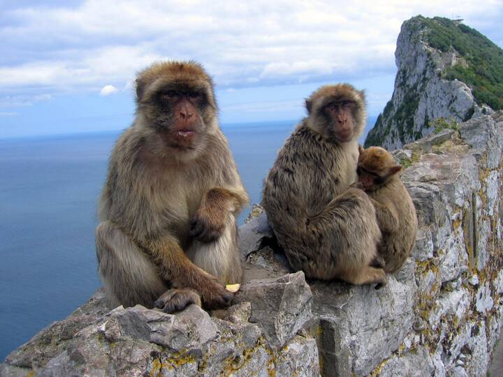 Gibraltar Affen