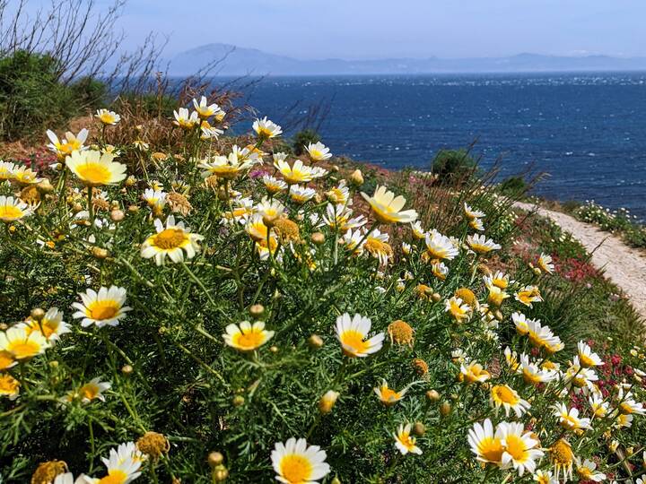 Kronenwucherblume