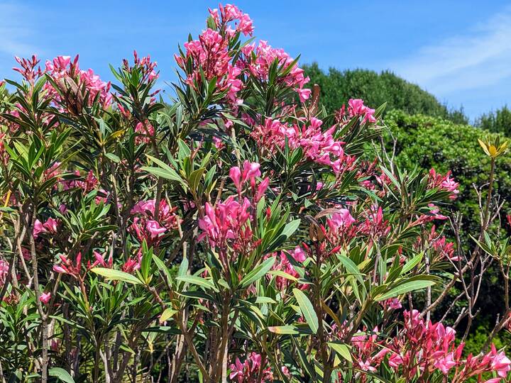 Oleander