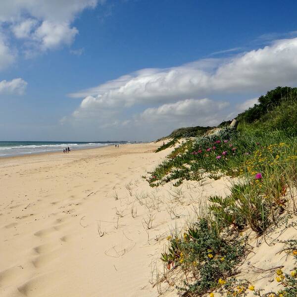 Strand La Barrosa